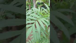 Cutting se Genda ka plant kaise taiyar karen gardening youtube shortsviral new trending marigo [upl. by Stochmal]