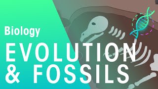 Fossils 101  National Geographic [upl. by Nehgaem]