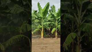 Banana plants  Fungicides Spraying banana fruit farming bananafarming satisfying shorts [upl. by Coltin]