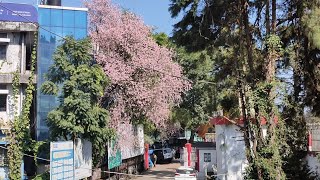 Cherry Blossom blooms in Shillong🌺 [upl. by Bhayani]