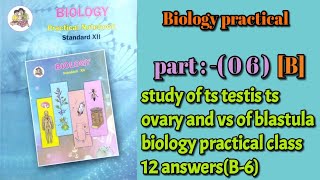 study of ts testis ts ovary and vs of blastula biology practical class 12 answersB6 [upl. by Aryad901]