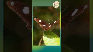 Dazzling Varied Eggfly Butterfly Stunning Wings in Daintree  Eastern Kuku Yalanji Country [upl. by Carmina]