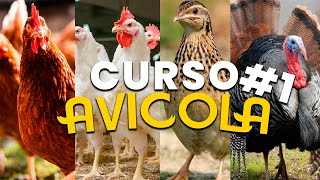 ✅Curso Avicola 1 introducción orien historia como criar aves Avicultura  tecnicas avicolas [upl. by Surtimed273]