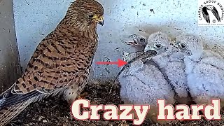 Falcon Kestrel Nestlings Struggle To Swallow A Lizard  Easier Said Than Done [upl. by Notsirt]