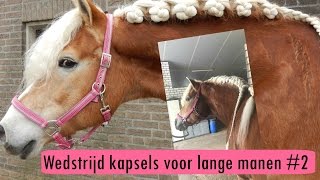 DRESSUUR KNOTTEN IN LANGE MANEN  Haflingers King amp Beau Vlog 32 [upl. by Ernesto]