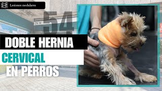 CAPÍTULO 54 Doble hernia cervical Veterinario especialista en lesiones medulares en perros [upl. by Whiffen]