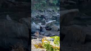 Bear Feast in Ketchikan Alaska Prepping for Hibernation [upl. by Lednam]