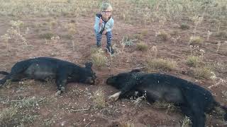 Pig hunting western nsw [upl. by Gitt176]