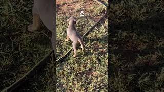 Tricolored Texas Blue Lacy pup going her own way ￼ [upl. by Ahsima]