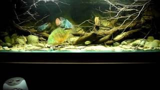 Central American cichlids feeding time [upl. by Leahplar]