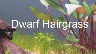 Planting Dwarf hairgrass Eleocharis parvula [upl. by Kathlin]