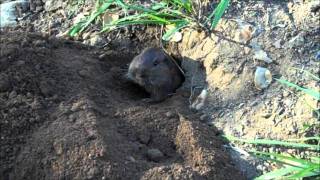 Pocket Gopher [upl. by Nevram528]