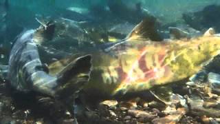 千歳川の野生冬サケ（１月） Winterrun wild chum salmon in the Chitose River [upl. by Anina656]