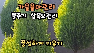 Goldcrest wilma가을율마 풍성하게 키우기삽목키우기물주기 [upl. by Ahseal]