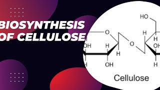 Biosynthesis of cellulose cellulose synthesis cellulose synthesis in cell membrane [upl. by Ahsita345]