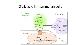 Sialic acid formation in mammalian cells Code 498 [upl. by Rehpinej]