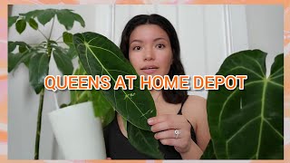 Plant Haul ANTHURIUM WAROQUEANUM AT HOME DEPOT  July 2024 Houseplants [upl. by Nylevol99]