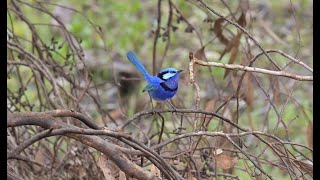 Splendid Fairywren [upl. by Sorce30]