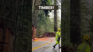 Timber Redwood Felling by Professional Lumberjacks  shorts lumberjack treefelling [upl. by Cardie]