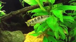 Crenicichla Compressiceps Dwarf Green Pike Cichlid [upl. by Ame425]