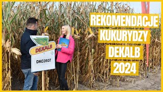 Wybierz odmianę kukurydzy Dekalb na sezon 2024 [upl. by Yrome]