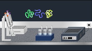 SDSPAGE Sodium Dodecyl Sulfate–PolyAcrylamide Gel Electrophoresis–Animation [upl. by Inoy]