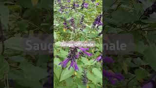 sauge officinale asmr naturelover shorts [upl. by Cayser]