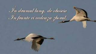 quotCocoriiquot  de Flavius Laurian Duverna [upl. by Desma541]