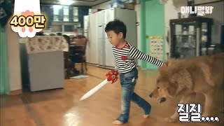 장난감칼 사자개  무적 I Knife  Tibetan Mastiff  Invincible [upl. by Eunice726]