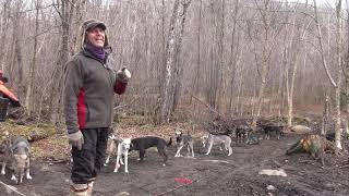 Entrainement des chiens de traîneaux avec Normand Casavant [upl. by Notyap]