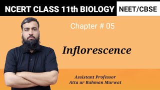 Inflorescence  Chapter number 05  NCERT class 11th Biology  NEET  CBSE exam [upl. by Corbie]