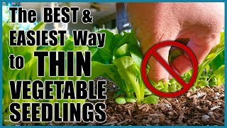 The BEST and EASIEST Way to Thin Vegetable Seedlings [upl. by Sunday]