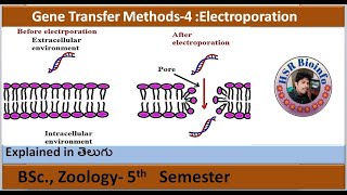 Gene Transfer Methods4 Electroporation  BSc Zoology  HSR Bioinfo [upl. by Raynata]