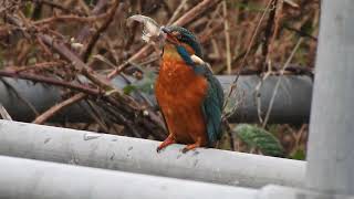 Kingfisher Tackling a Bullfish [upl. by Ecirtel]