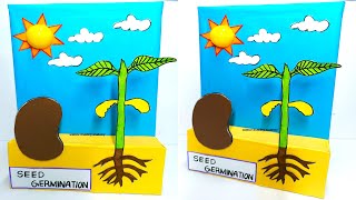 seed germination working model  tlm  biology project  diy  science drawing academy [upl. by Estrella]