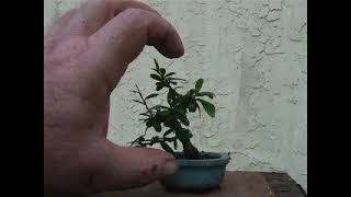 Wiring One Little Branch on a Mame Neea Bonsai [upl. by Ynhoj]