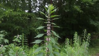 Motherwort The Lion Hearted Herb [upl. by Ilamad]