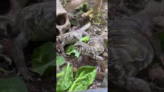 Ornate Uromastyx munching everevolvingexotics reptileshop tucson ornateuromastyx uromastyx [upl. by Royo344]