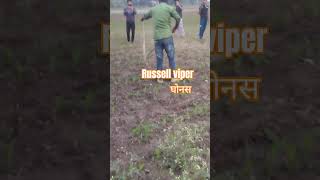 Russell viper Rescue Video  Ghonas Saap  घोनस सांप russellviper [upl. by Corvese417]