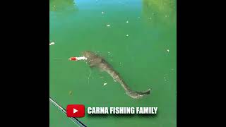 😱 CR7 CATFISH ⚽ fishing fish shorts [upl. by Ricketts133]