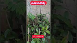 జాజికాయ మొక్క Jajikaya plant Nutmeg plant  shorts [upl. by Birdie]