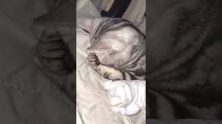 🥰🥰🥰 catwalker funny funnycatwalk funnyanimal catlover [upl. by Haroldson]