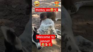 Jann funny monkeyvideo monkeybabylove doglover animals petowner labradoretriever monkeyshort [upl. by Nerro]