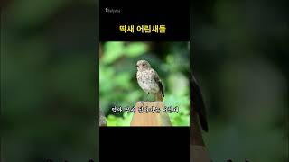 딱새 어린새 Young Daurian Redstart bird shorts [upl. by Maite]