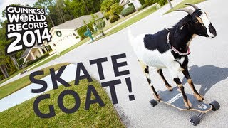 Farthest Distance Skateboarded By A Goat  Guinness World Records 2014 [upl. by Gladstone]