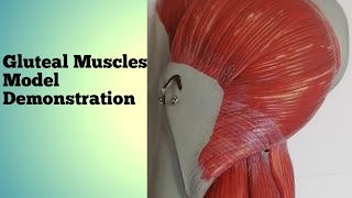 GLUTEAL MUSCLES  Exploring the muscles of gluteal region –Model Demonstration Anatomy Student Zone [upl. by Herbert741]