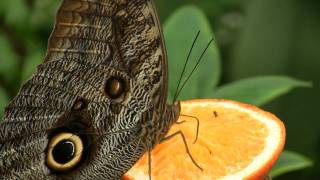 Owl butterfly Caligo eurilochus  Bananenfalter 1 Ƹ̵̡Ӝ̵̨̄Ʒ [upl. by Gemoets]