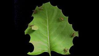 Time lapse shows how effective leafcutter ants can be [upl. by Jemmie976]