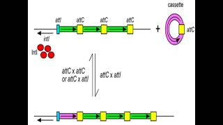 Transposable genetic elements genetics II [upl. by Jecon]