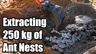 Extracting 250 kg of ant nest castings Triple Casting Bull Ant Nest Casting  Days 3  5 [upl. by Roosnam]